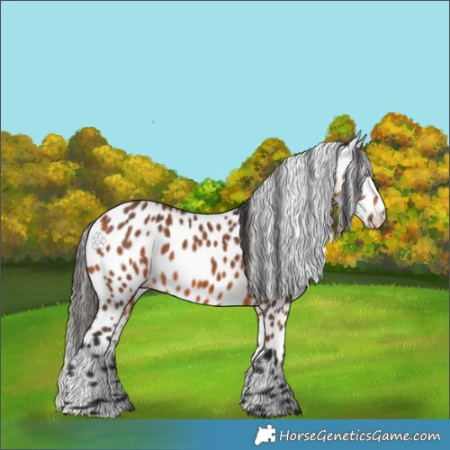 Horse Color:Bay Appaloosa 