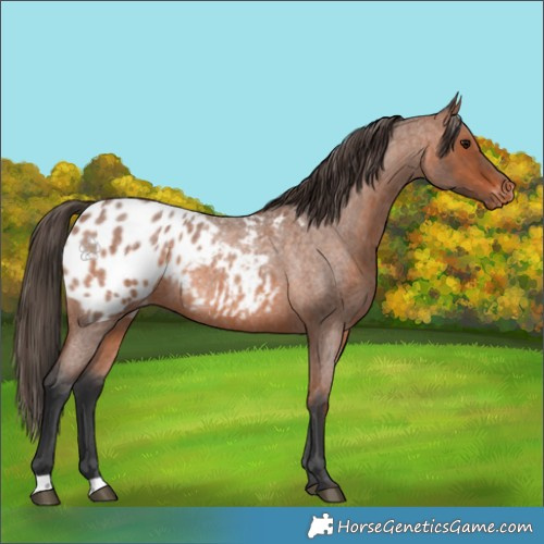 Horse Color:Bay Roan Appaloosa 