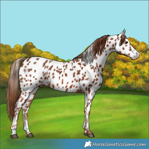 Horse Color:Chestnut Near Leopard