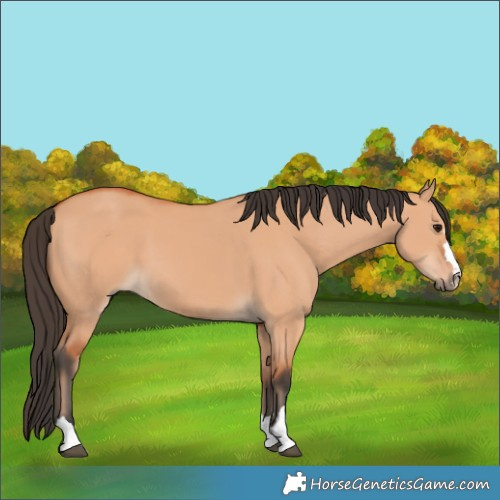 Horse Color:Bay Dun 