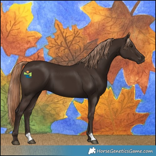 Horse Color:Liver Chestnut 