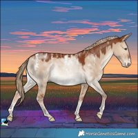 Horse Color:Powder White Red Dun