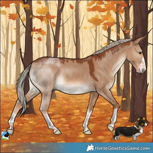 Horse Color:Red Dun