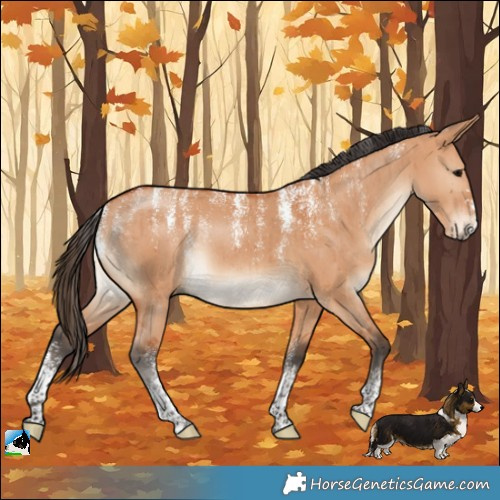 Horse Color:Powder White Bay Dun Rabicano Brindle