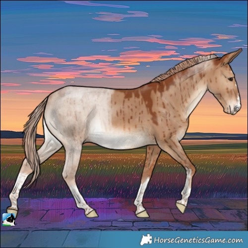 Horse Color:Red Dun Brindle 