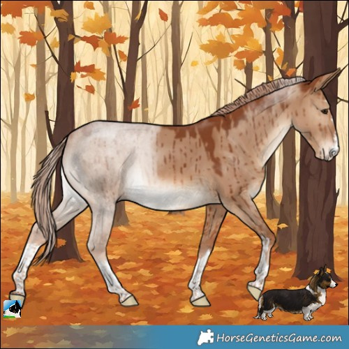 Horse Color:Red Dun Brindle