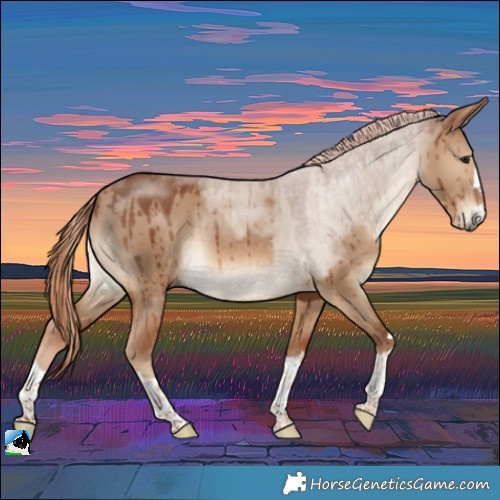 Horse Color:Red Dun Rabicano Brindle