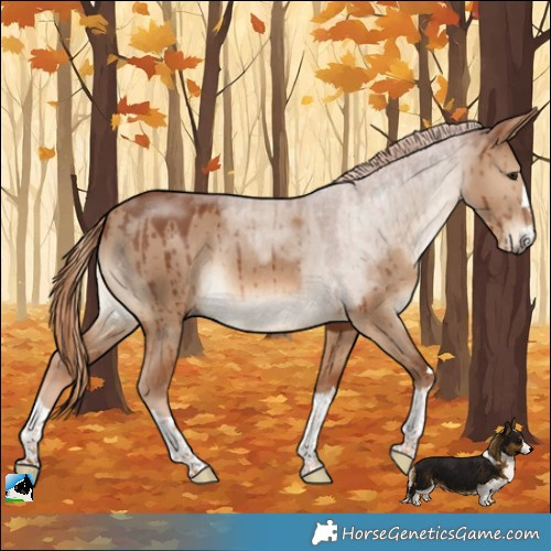 Horse Color:Red Dun Rabicano Brindle