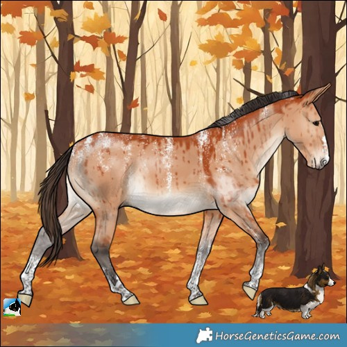 Horse Color:Powder White Bay Dun Rabicano Brindle