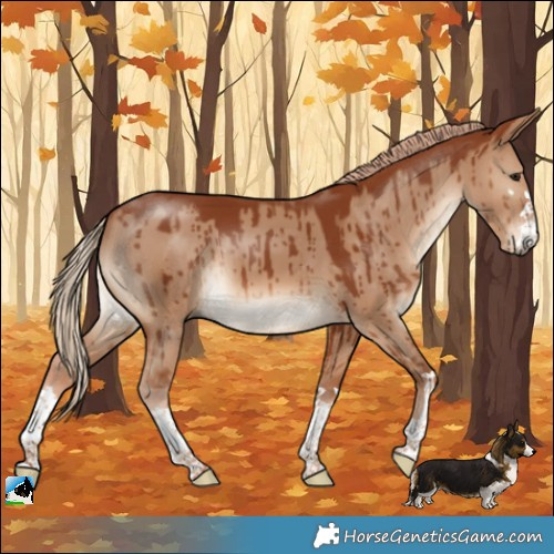 Horse Color:Red Dun Brindle
