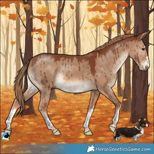 Horse Color:Red Dun Brindle