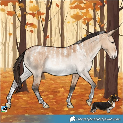 Horse Color:Powder White Bay Dun Rabicano Brindle
