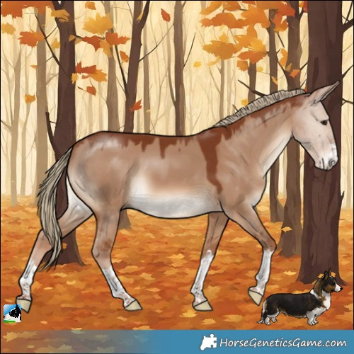 Horse Color:Red Dun
