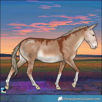 Horse Color:Red Dun 
