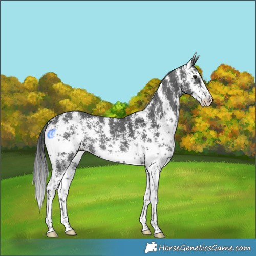 Horse Color:Black Sabino 