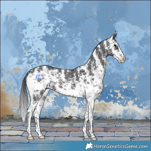 Horse Color:Black Sabino 