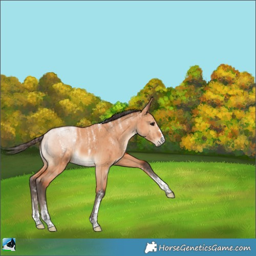 Horse Color:Powder White Bay Dun Brindle 