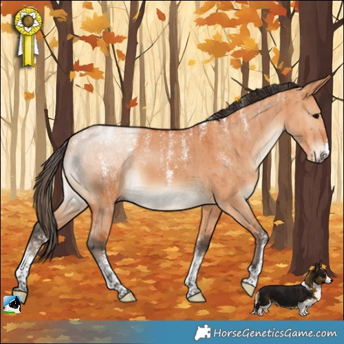 Horse Color:Powder White Bay Dun Brindle 