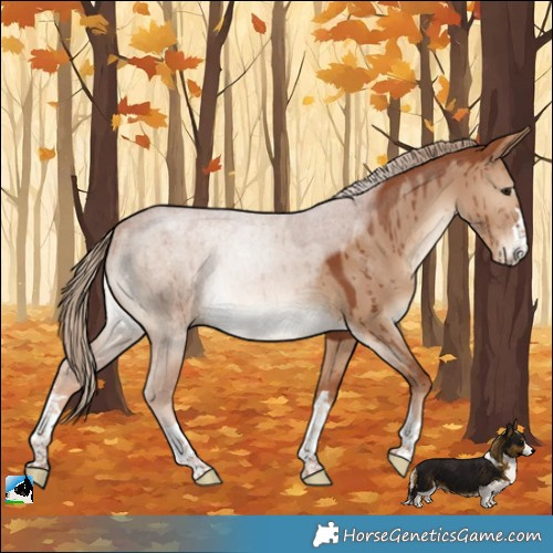 Horse Color:Red Dun Rabicano Brindle