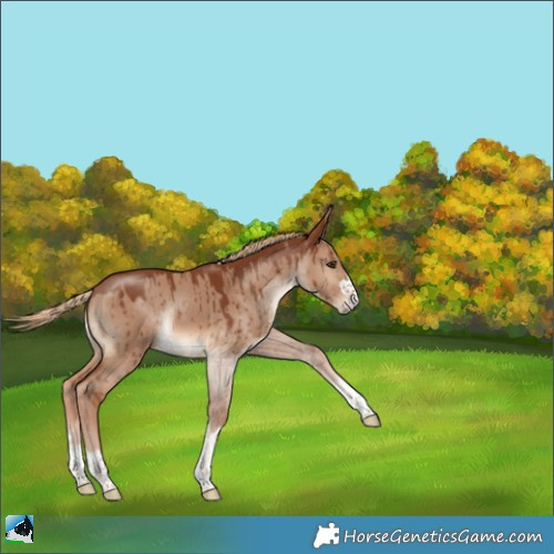 Horse Color:Red Dun Rabicano Brindle 