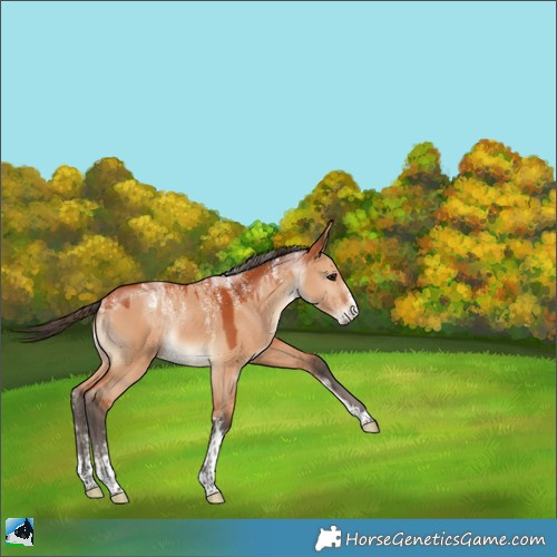 Horse Color:Powder White Bay Dun Rabicano 