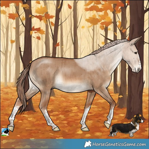 Horse Color:Red Dun Brindle 