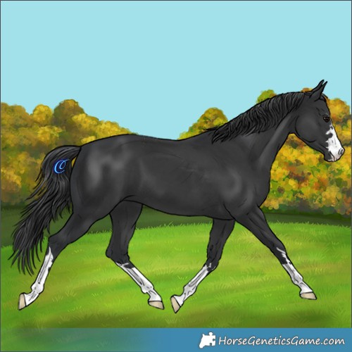 Horse Color:Black 