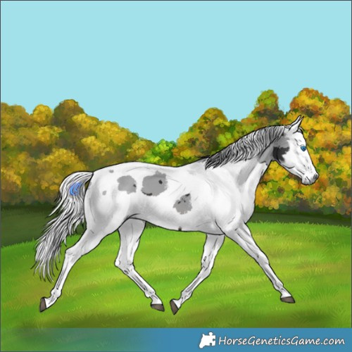 Horse Color:Brown Merle Tobiano