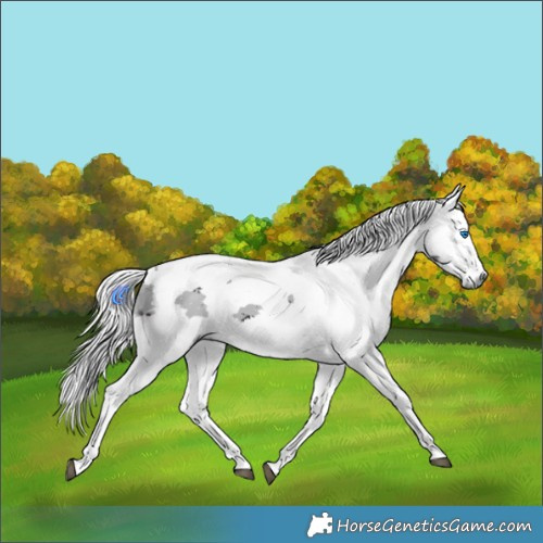 Horse Color:Brown Merle Tobiano