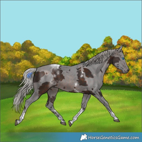 Horse Color:Silver Brown Merle Tobiano