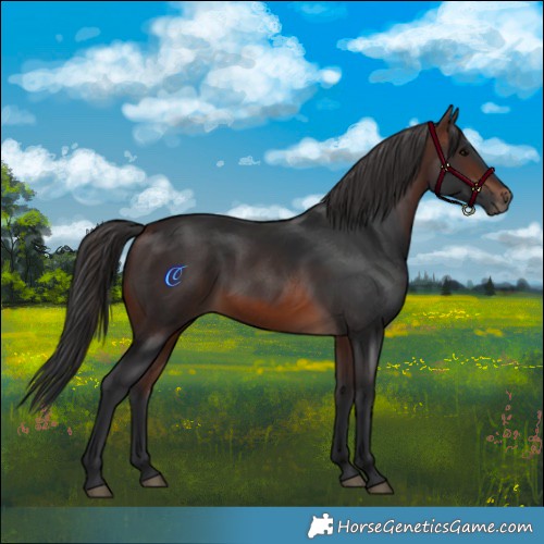 Horse Color:Brown Rabicano 
