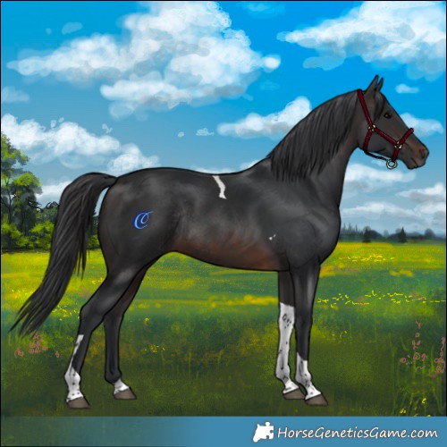 Horse Color:Brown Tobiano Rabicano 