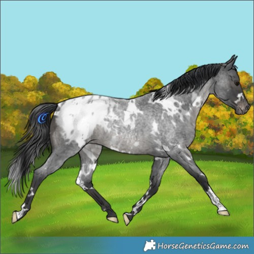 Horse Color:White Spotted Blue Roan Appaloosa Rabicano 