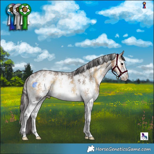 Horse Color:Buckskin Onyx Sabino Rabicano 