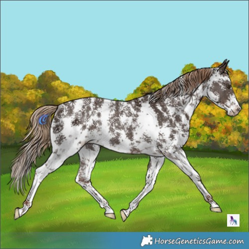Horse Color:Liver Chestnut Sabino Rabicano 