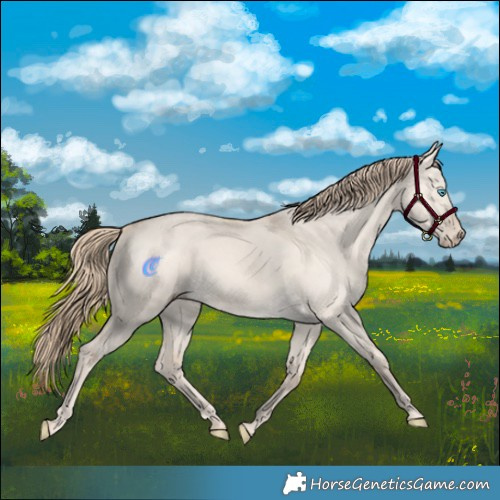 Horse Color:Perlino Dun Rabicano 