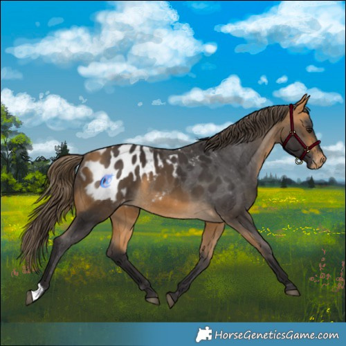 Horse Color:Buckskin Appaloosa 