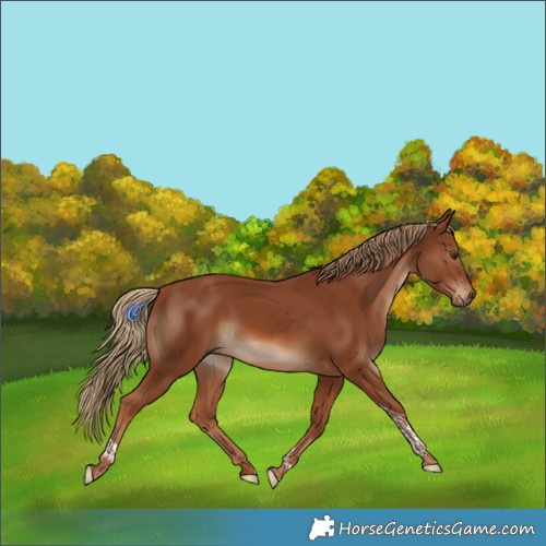 Horse Color:Chestnut Tobiano Rabicano