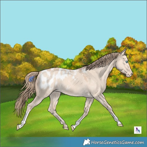 Horse Color:Perlino Dun Tobiano Appaloosa