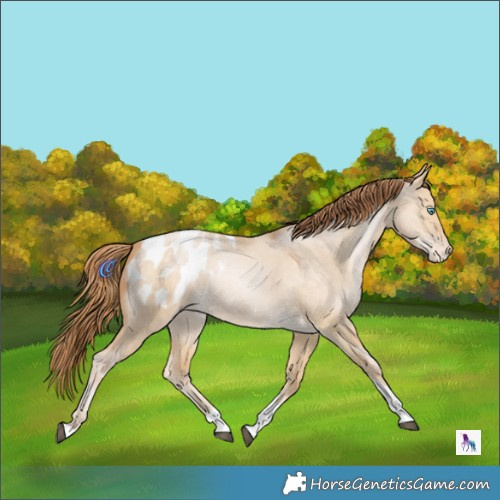 Horse Color:Buckskin Pearl Dun Tobiano Appaloosa