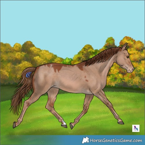 Horse Color:Red Dun Appaloosa