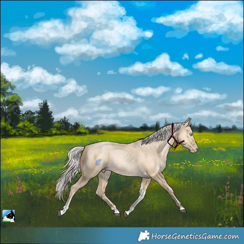 Horse Color:Silver Bay Snowdrop Pearl Dun Tobiano 