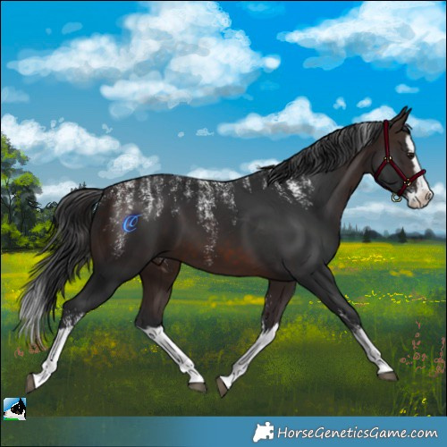 Horse Color:Powder White Brown Splash 