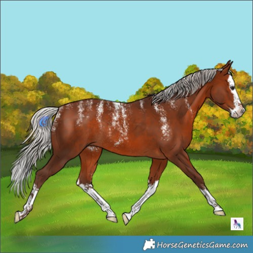 Horse Color:Powder White Silver Brown Splash Rabicano