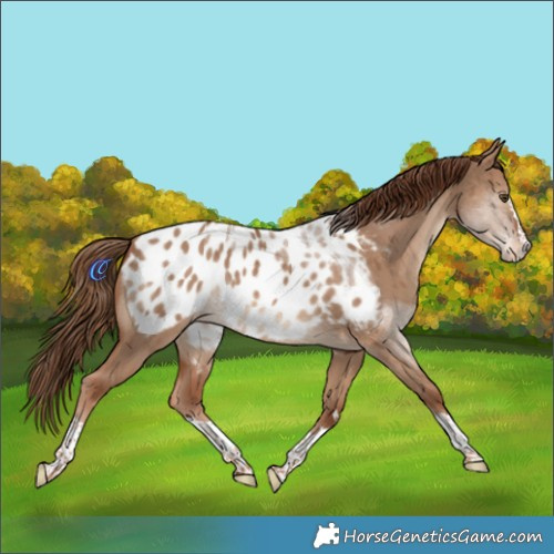 Horse Color:Red Dun Appaloosa Rabicano Brindle