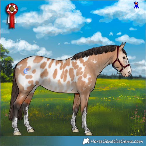 Horse Color:Bay Dun Appaloosa Rabicano Brindle 