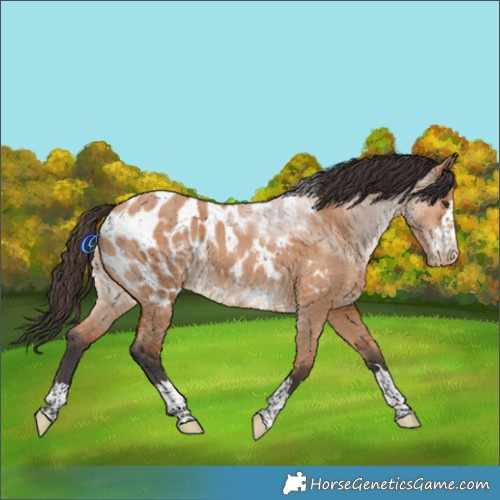 Horse Color:Bay Dun Appaloosa Rabicano Brindle