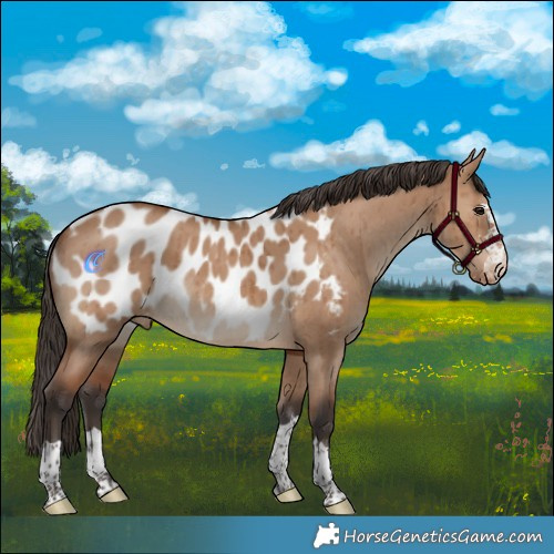 Horse Color:Bay Dun Appaloosa Rabicano Brindle 