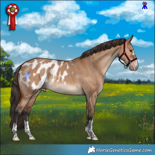 Horse Color:Bay Dun Appaloosa Rabicano Brindle 