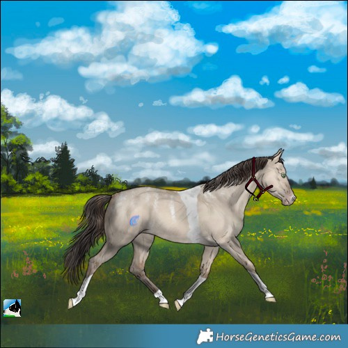 Horse Color:Powder White Sable Champagne Dun Tobiano 